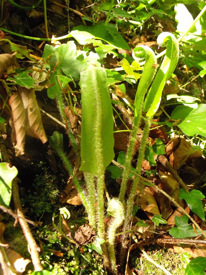 Phyllitis scolopendrium